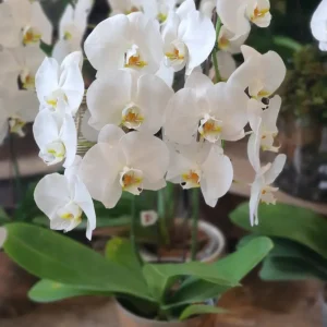 Orquídea Phalaenopsis 2 Hastes em Cachepots de Alumínio
