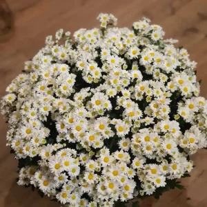 Margaridas Belga Branco - PT 20