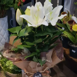 Lírio Branco Plantado - PT 15