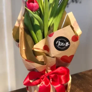 Tulipa Plantada