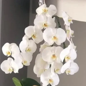 Arranjo de Flores com Pelúcia e Ferrero Rocher